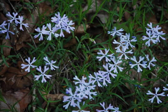 Imagem de Phlox bifida Beck