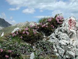 Image of Rhodothamnus