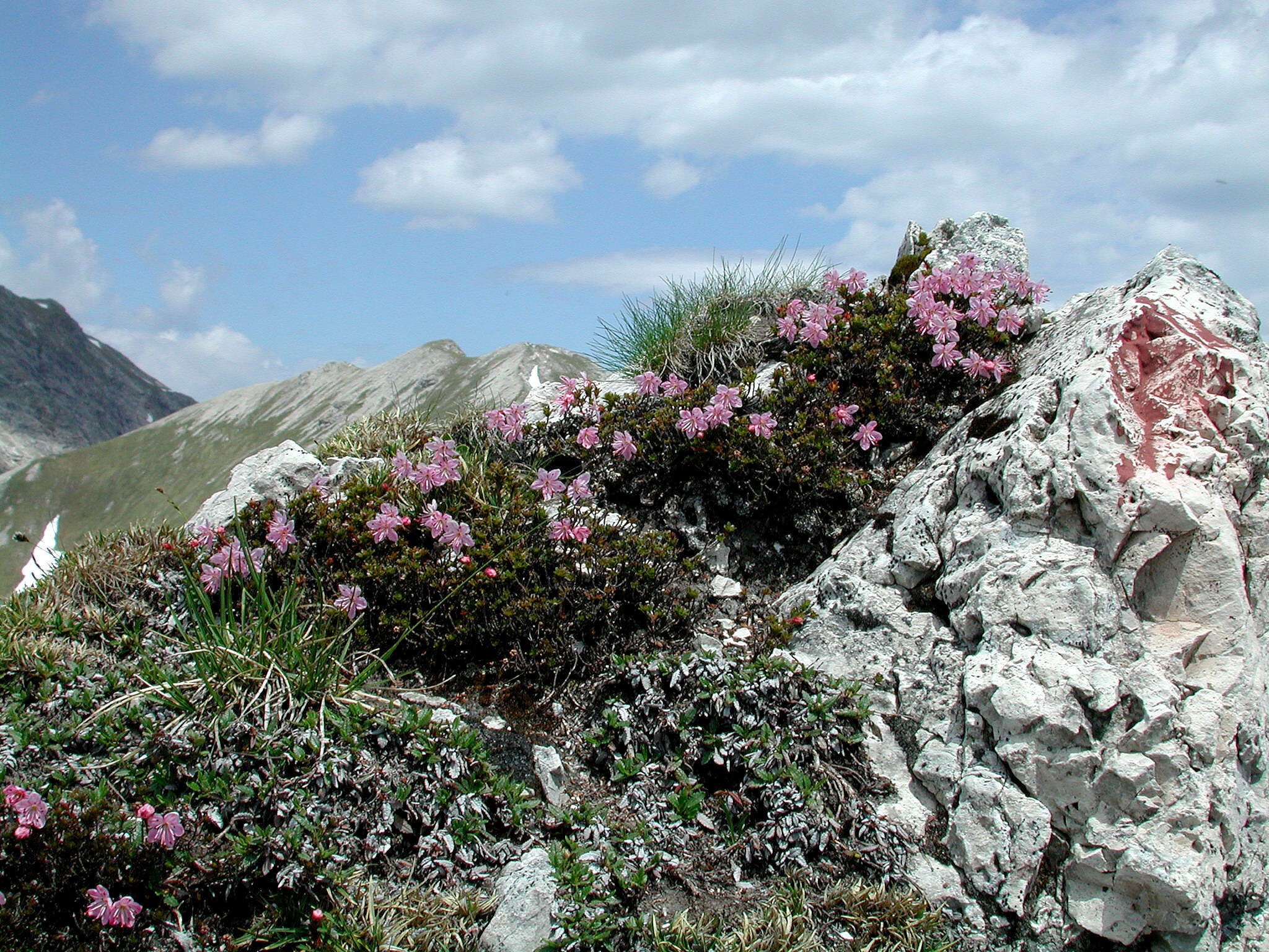 Image of Rhodothamnus