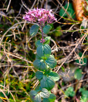 Image of Origanum vulgare subsp. vulgare