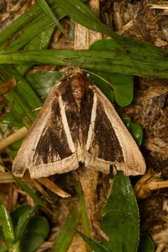 Imagem de Chalciope alcyona Druce 1888