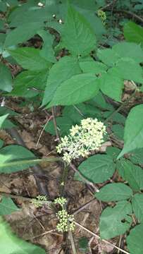 Image of American spikenard