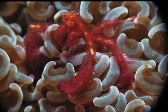 Image of Orangutang crab