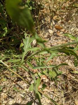 Centaurea collina L. resmi