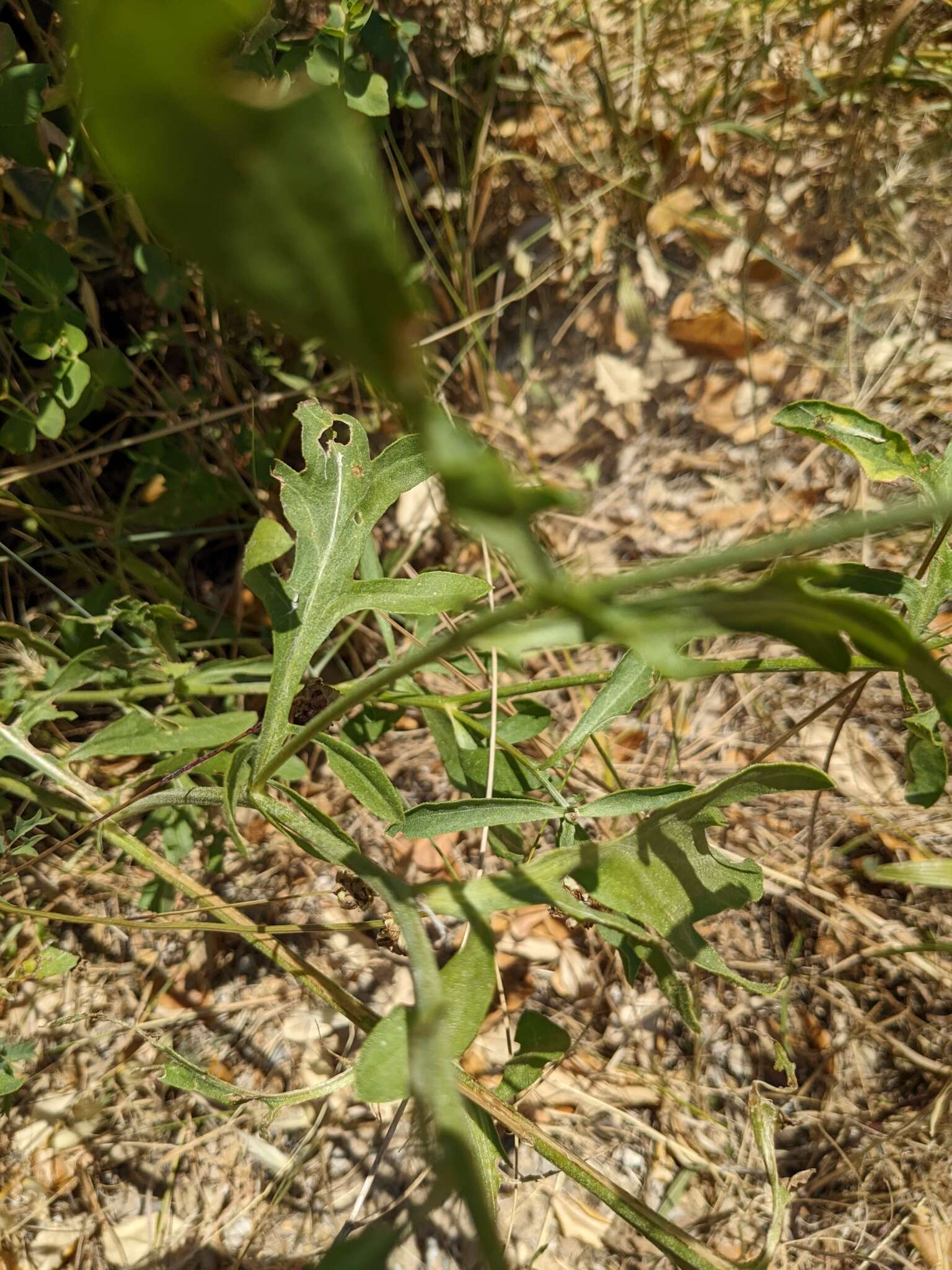 Plancia ëd Centaurea collina L.