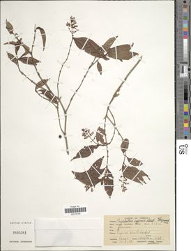 Image of <i>Psychotria eggersii</i> Standl.