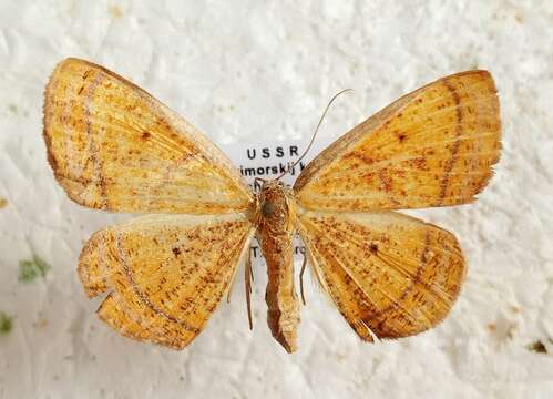 صورة Scardamia aurantiacaria Bremer 1864