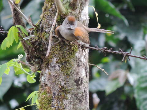 Image of Pale-breasted Spinetail