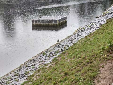 Image of Eurasian Common Moorhen