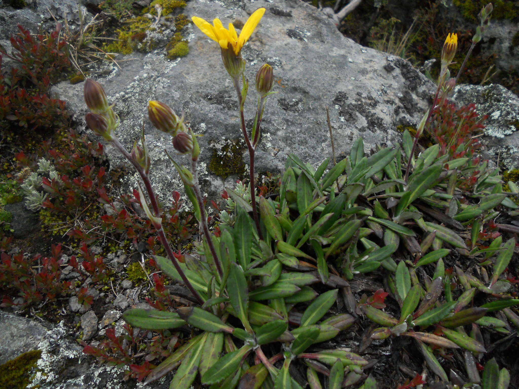 Robinsonecio gerberifolius (Sch. Bip.) T. M. Barkley & J. P. Janovec resmi