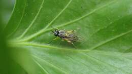 Image of Drab Wood Soldier Fly