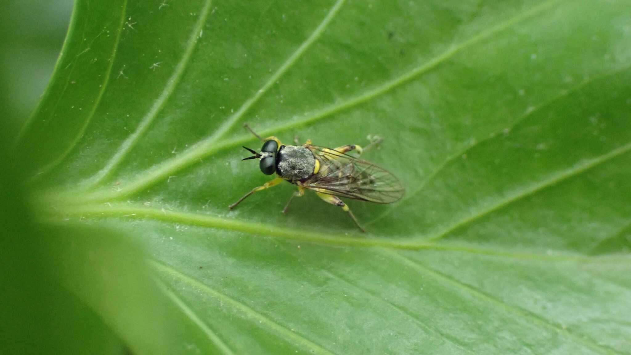 Image of Drab Wood Soldier Fly