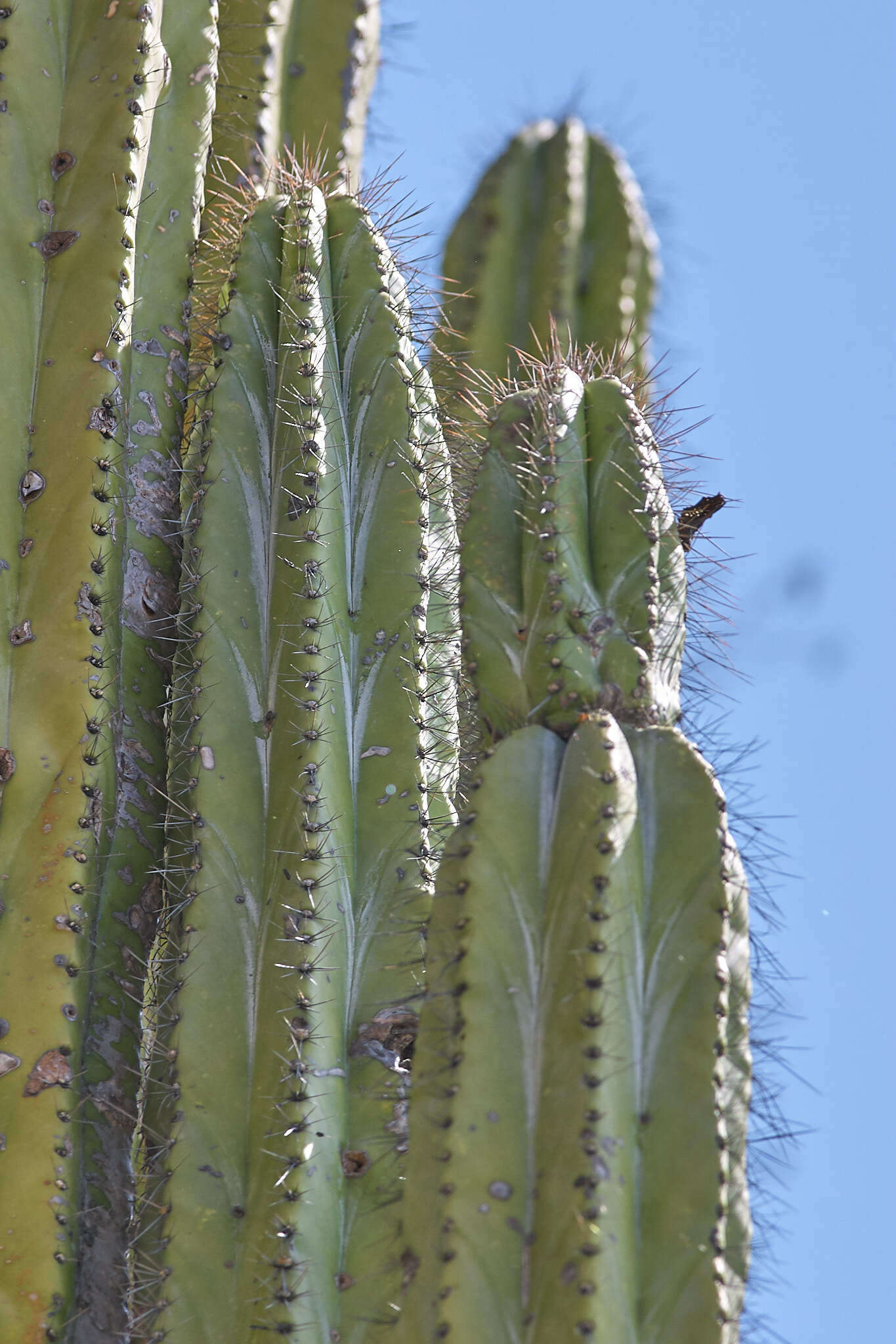 Stenocereus aragonii (F. A. C. Weber) Buxb.的圖片