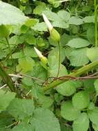 Image de Calystegia silvatica subsp. disjuncta R. K. Brummitt