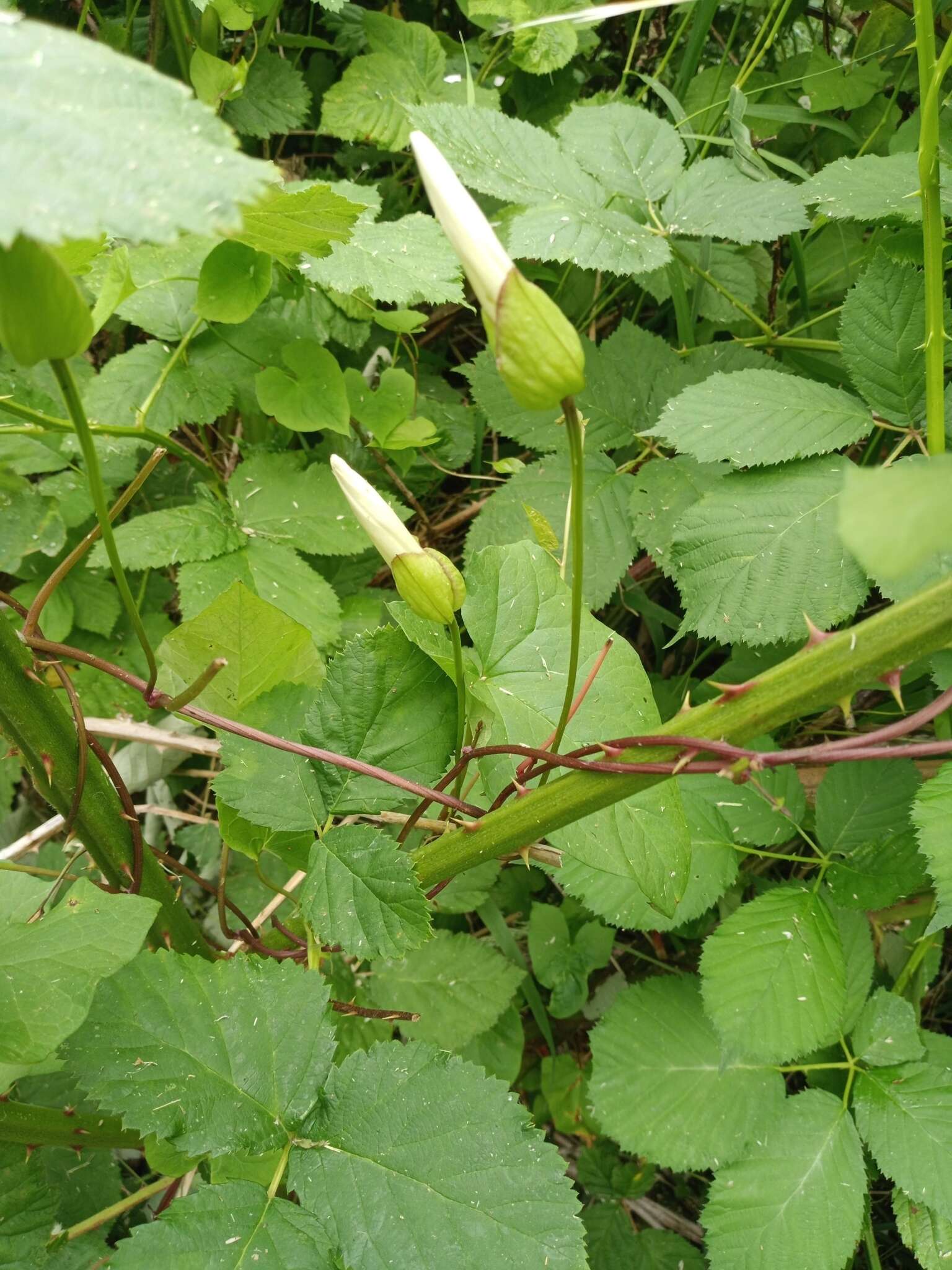 Image de Calystegia silvatica subsp. disjuncta R. K. Brummitt