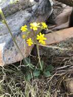 Image of New Mexico groundsel