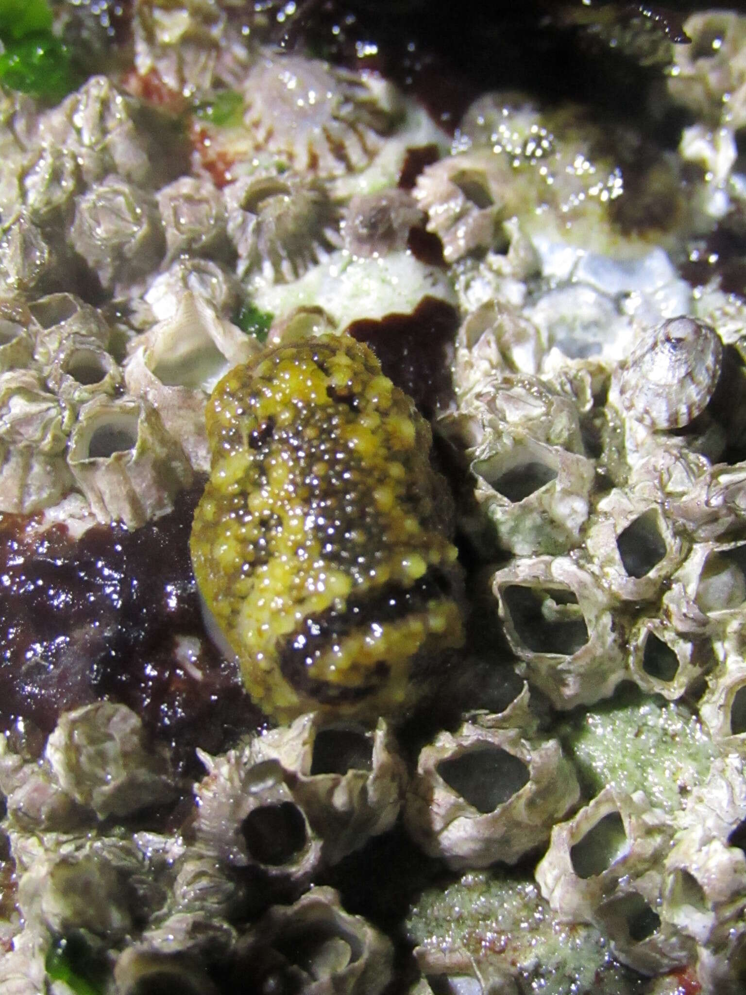 Image of barnacle-eating onchidoris