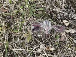 Image of Pulsatilla pratensis subsp. nigricans (Störcke) Zämelis