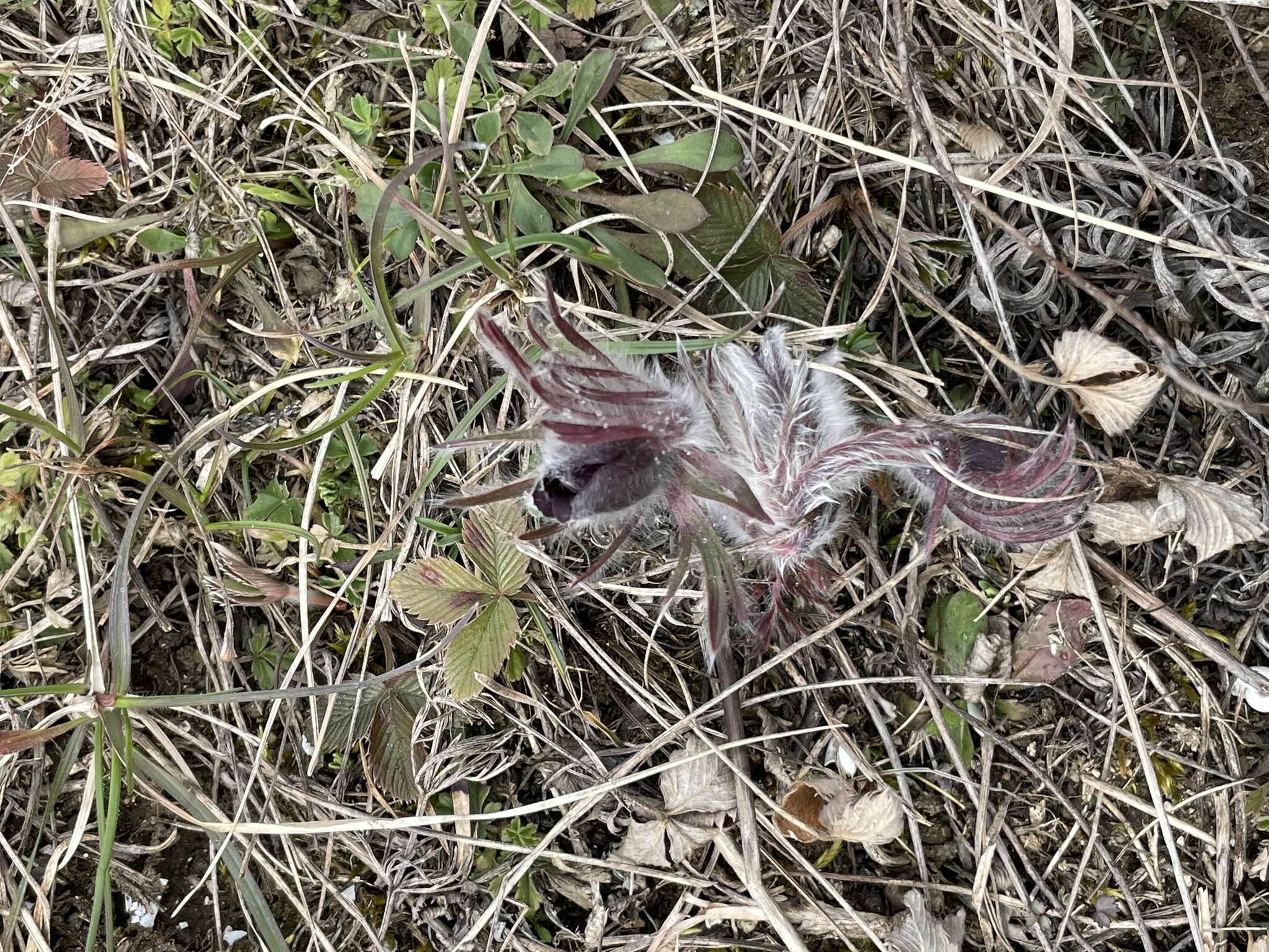 Image of Pulsatilla pratensis subsp. nigricans (Störcke) Zämelis