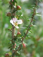 Слика од Leptospermum squarrosum Gaertn.