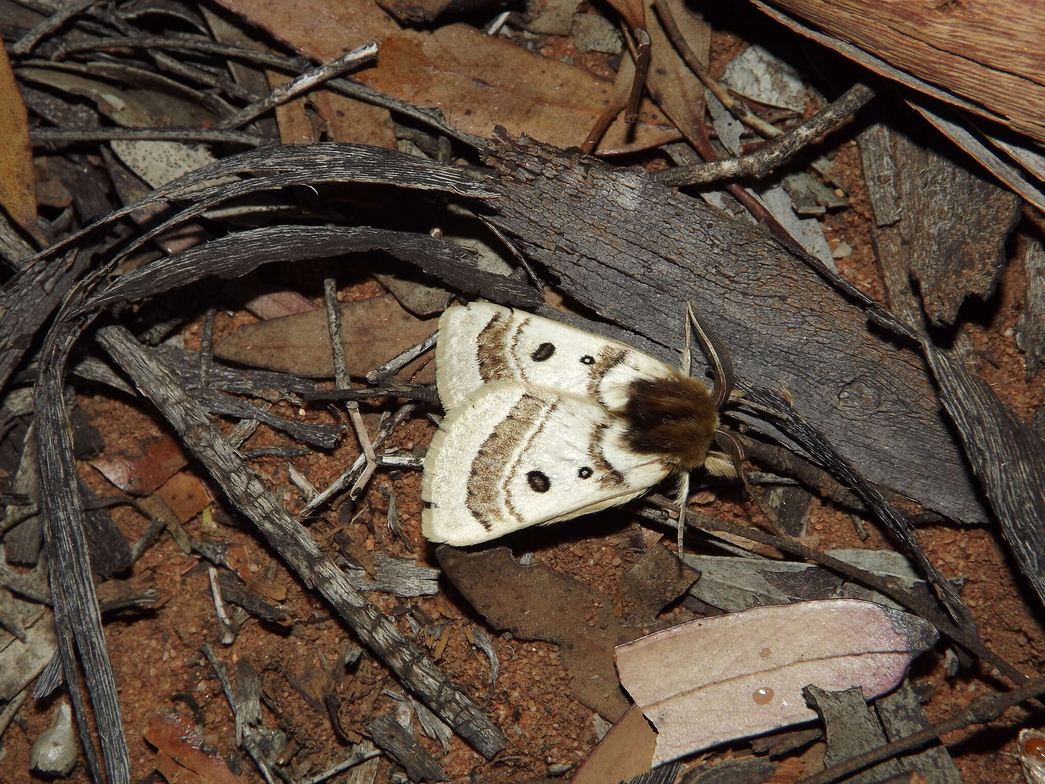 Image of Anthela ochroptera (Lower 1892)