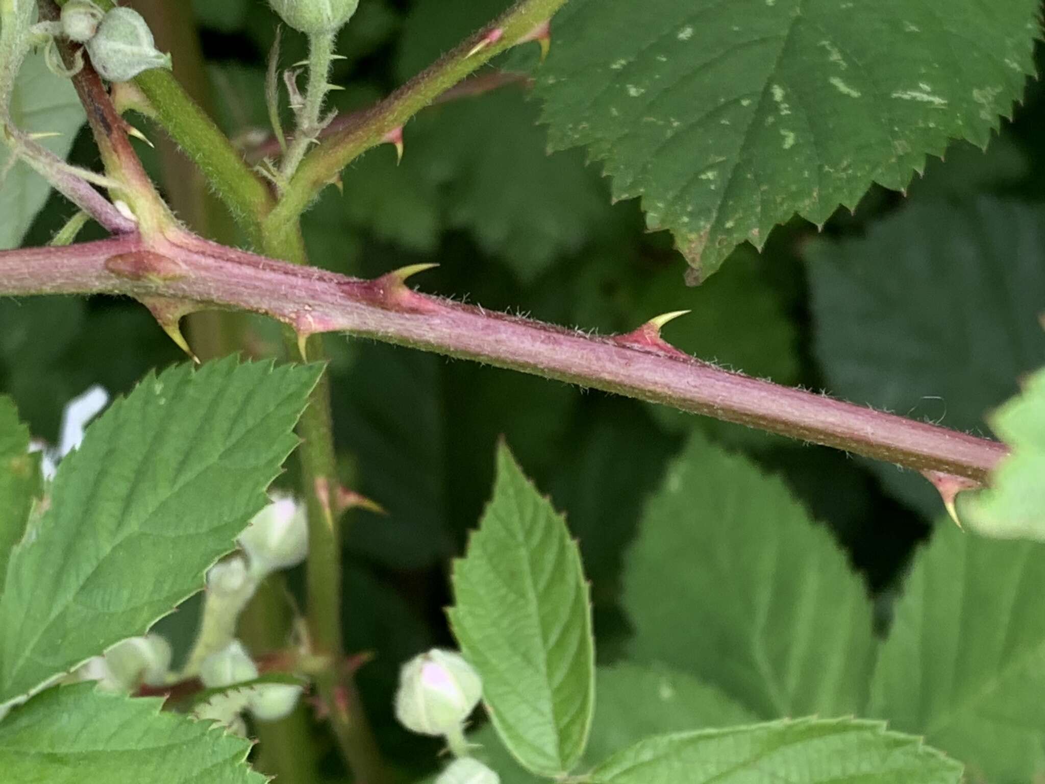 Image of Rubus praecox Bertol.