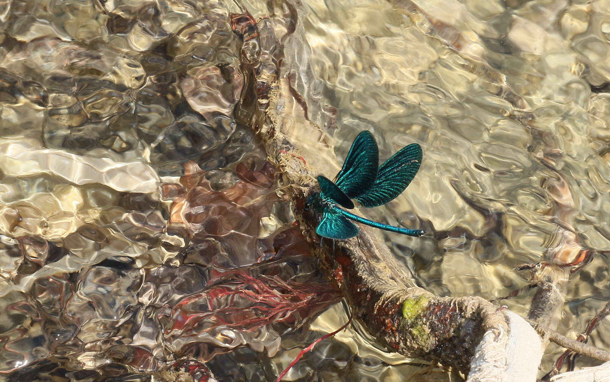 Image of <i>Calopteryx virgo festiva</i>