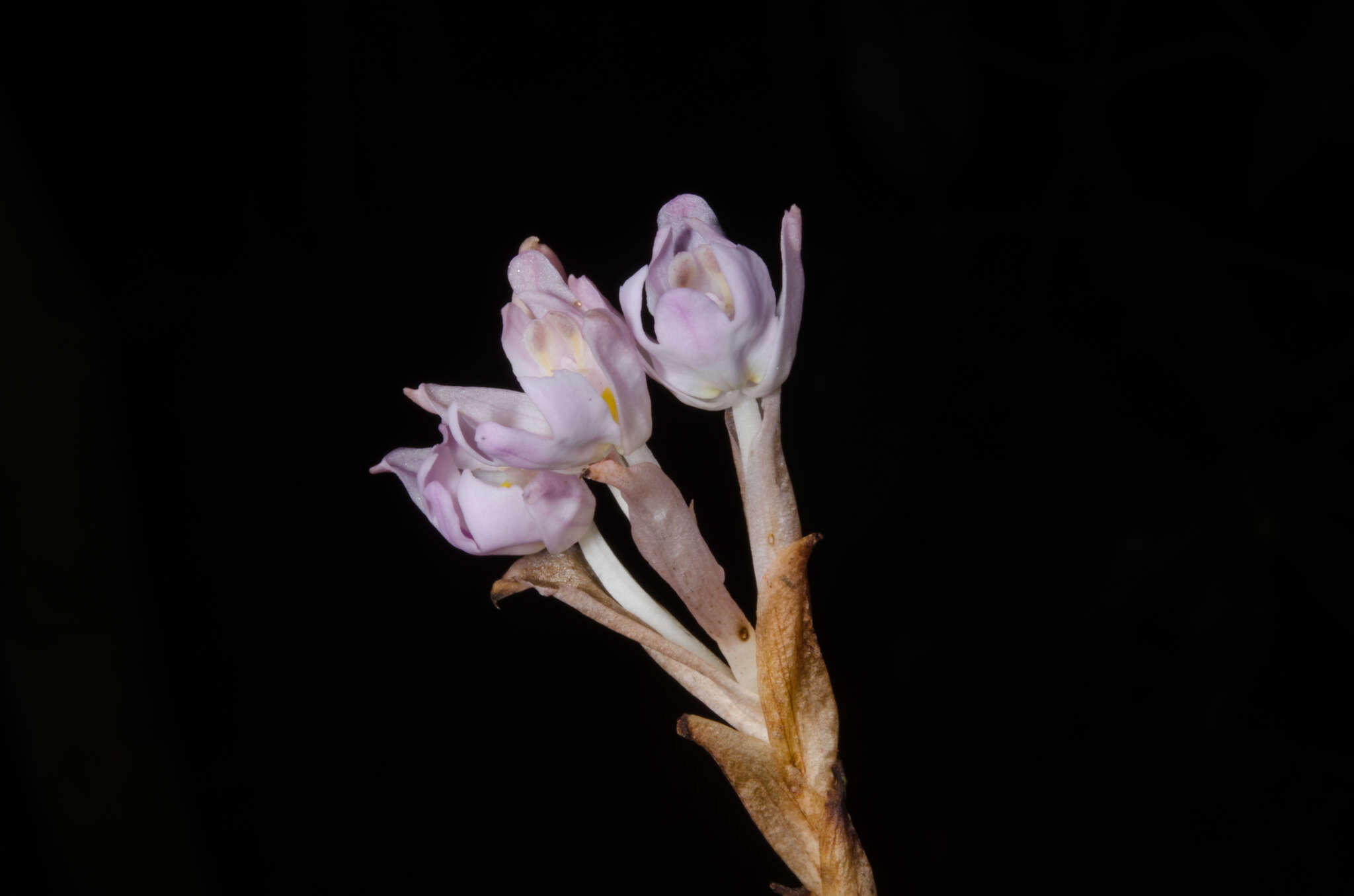 Слика од Brachycorythis pumilio (Lindl.) Rchb. fil.