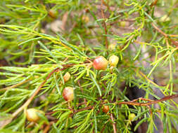 Image de Dodonaea hexandra F. Müll.