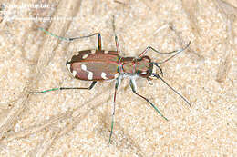 Image of Cicindela (Cicindela) transbaicalica Motschulsky 1844