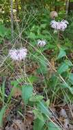 Image of eastern beebalm