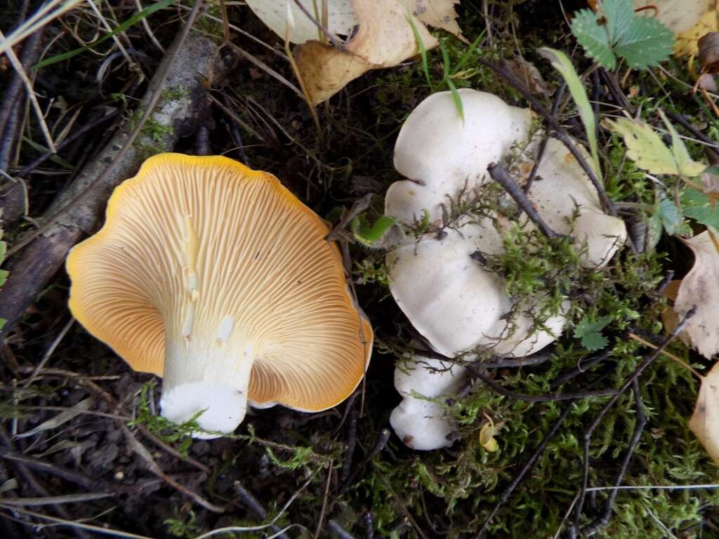 Image of Chanterelle