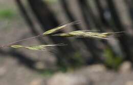 Image of brome fescue