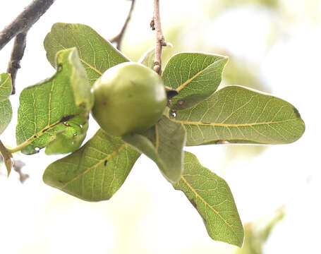 Sivun Diospyros californica (Brandegee) I. M. Johnst. kuva