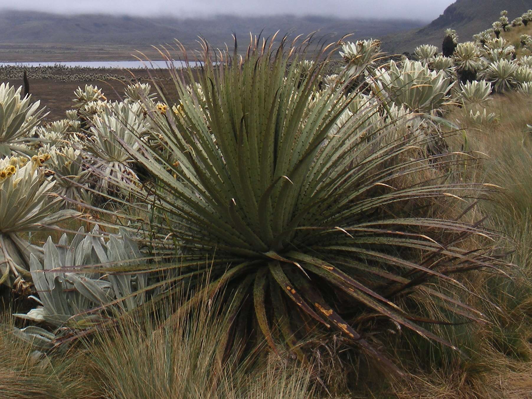 Image of Puya hamata L. B. Sm.