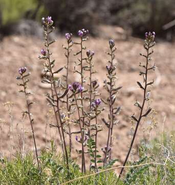 Image of Minthorn's milkvetch