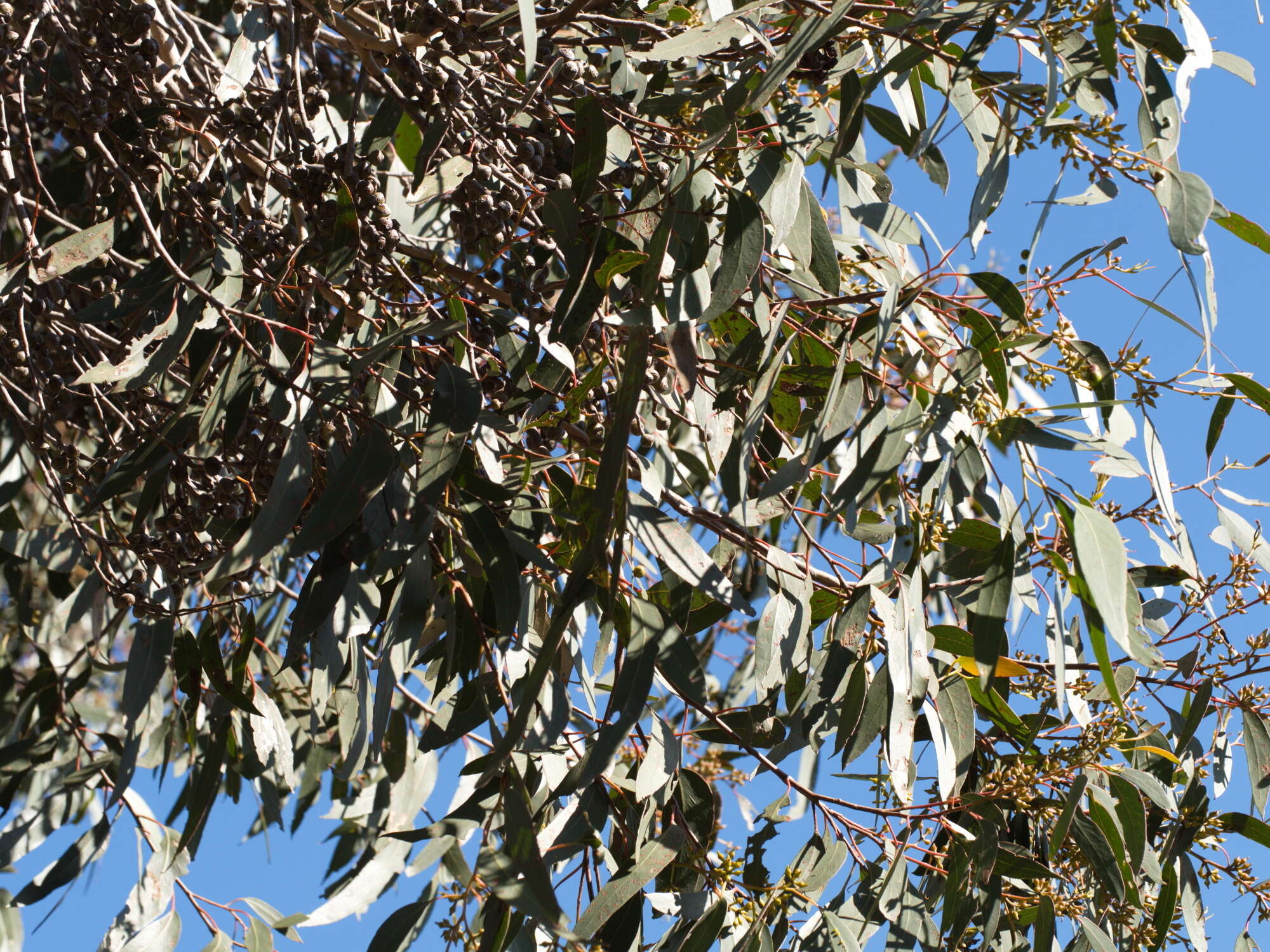 صورة Eucalyptus macrorhyncha F. Müll.