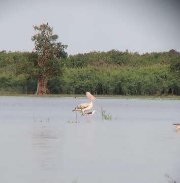 صورة Pelecanus philippensis Gmelin & JF 1789