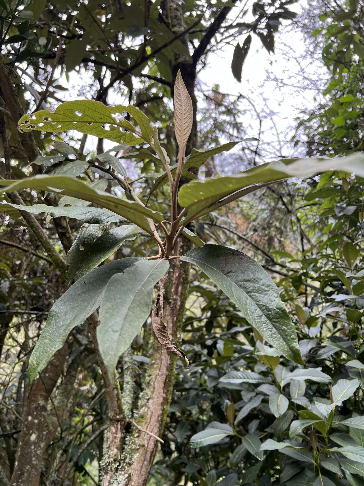 Image of Buddleja bullata Kunth