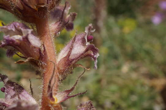 Image of bean broomrape