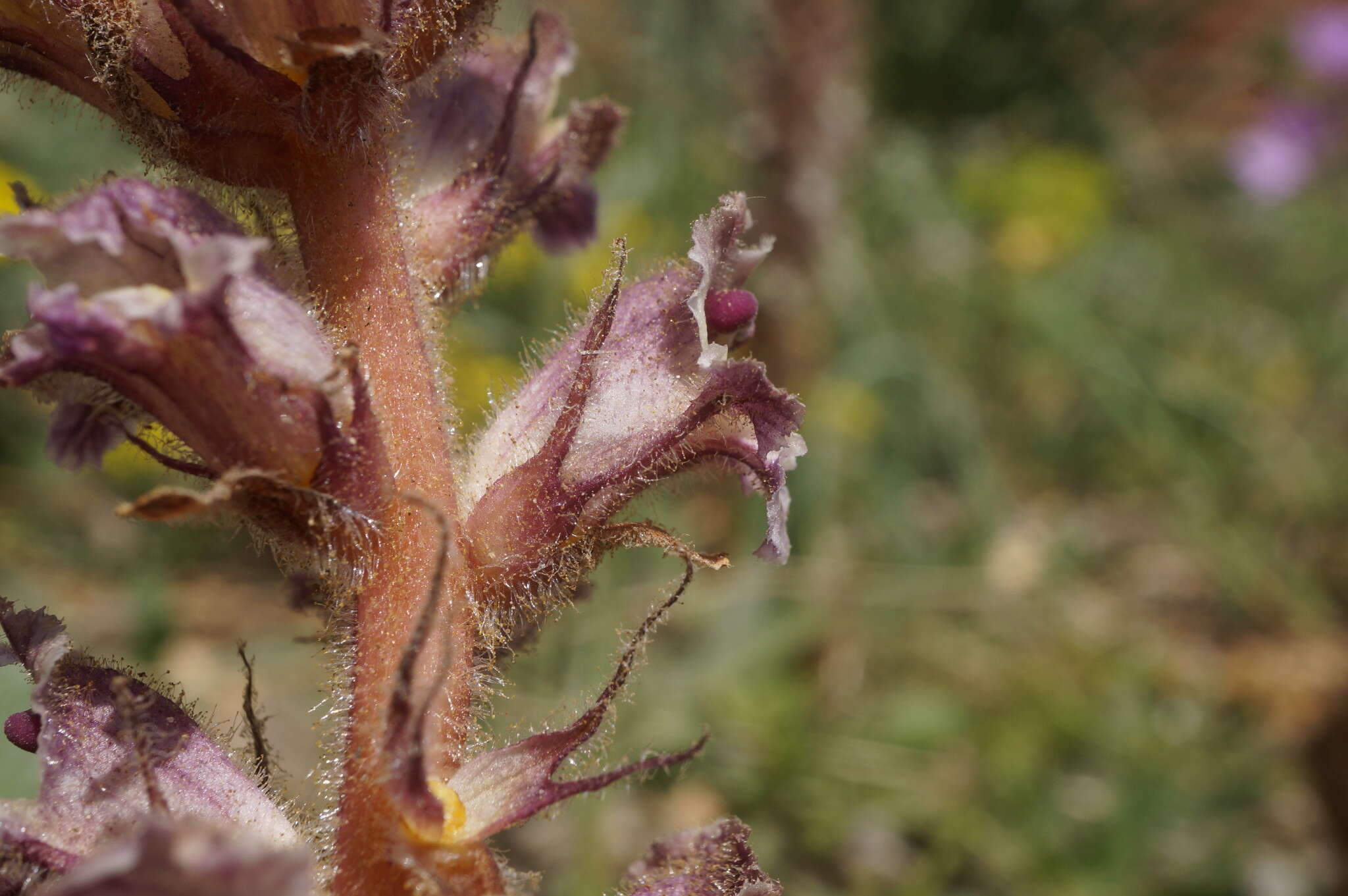 Image de Orobanche crenata Forsskál