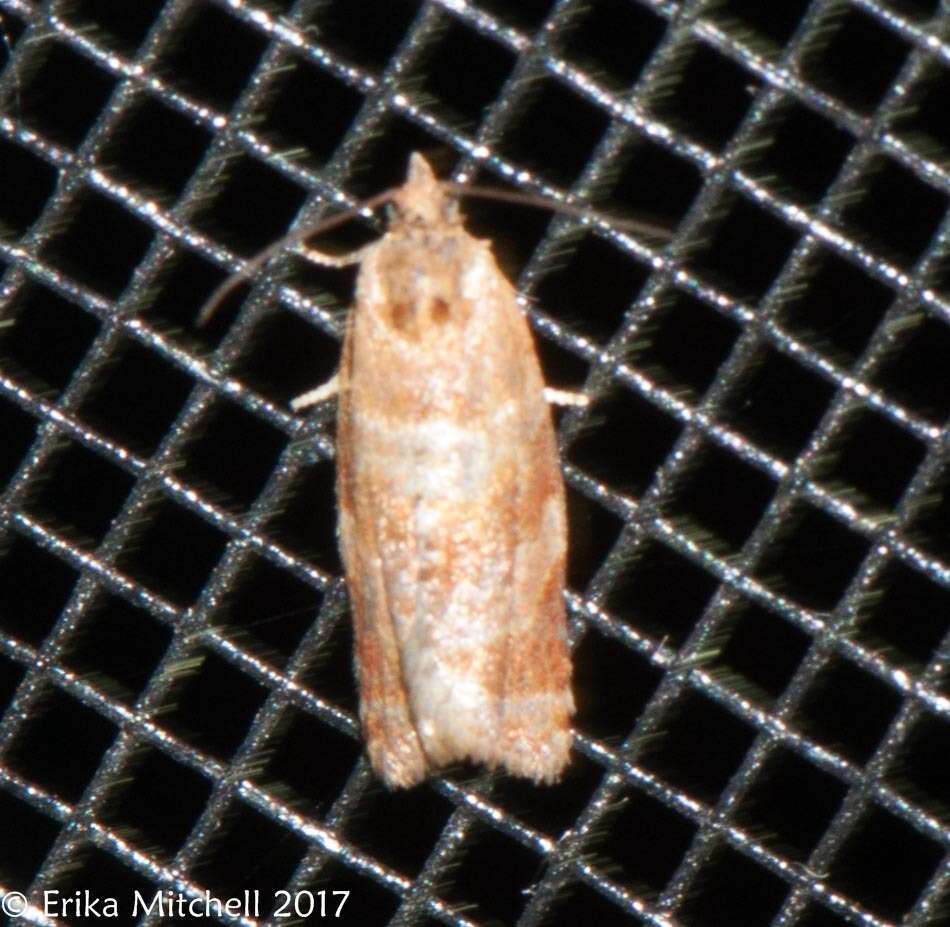 Image of Pine-tube Moth