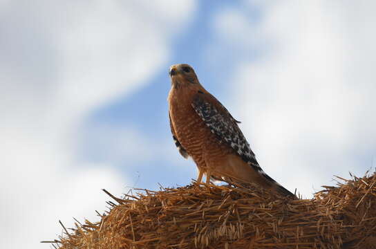 Image of Buteo lineatus elegans Cassin 1855