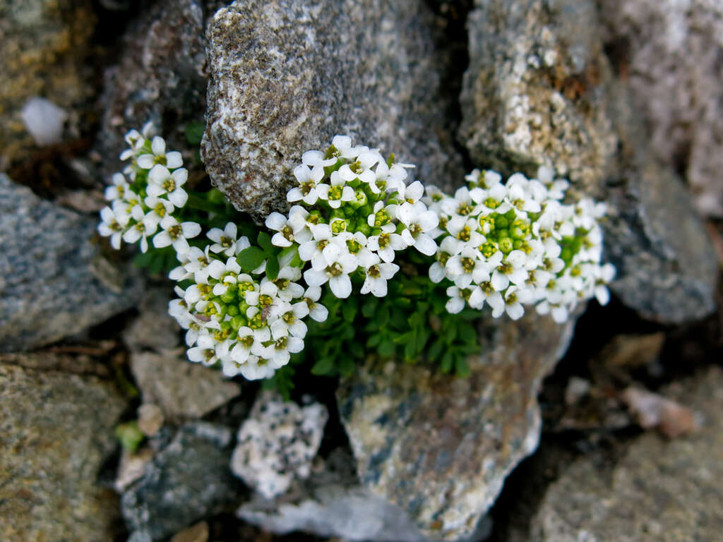 Image of alpine hutchinsia