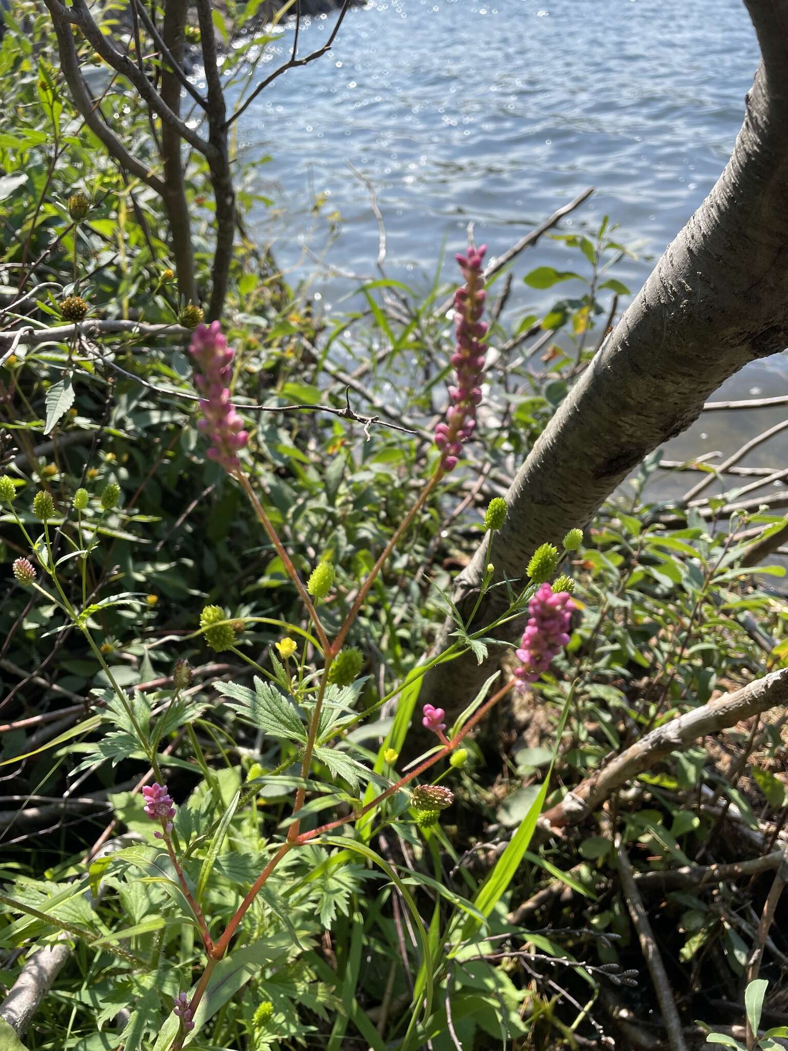 صورة Persicaria careyi (Olney) Greene