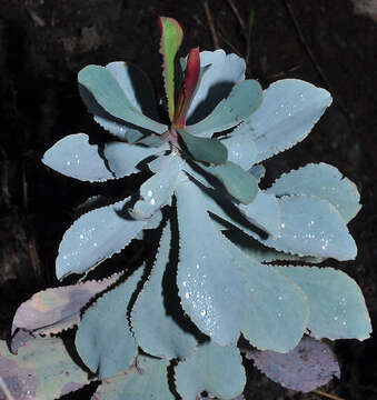 صورة Limonium estevei Fernández Casas