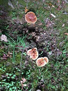 Image of Ganoderma sessile Murrill 1902