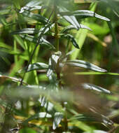 صورة Antirrhinum cirrhigerum (Ficalho) Rothm.