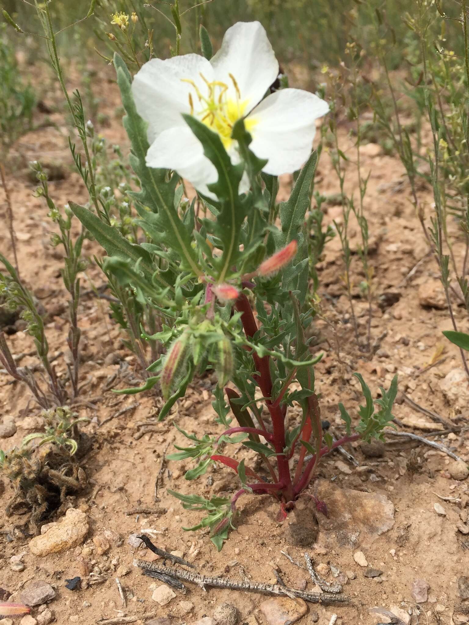 Image of pale evening primrose