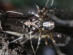 Image of Western Lynx Spider